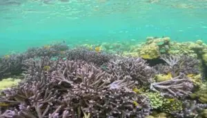 Lombok Sumbawa Marine Life
