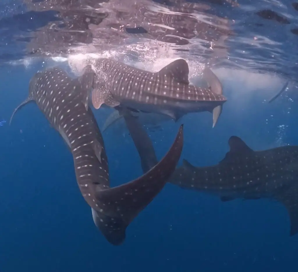 Discover the Whale Sharks of Lombok