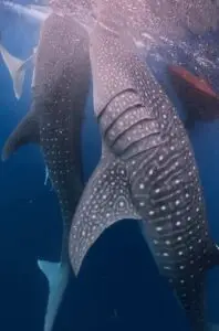 Whale Shark Encounter